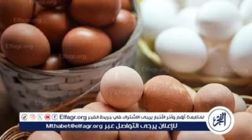 تحديث أسعار.. البيض البلدي والأبيض في المنيا 18 يناير 2026